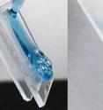 Laundry detergent spreads out on a piece of normal polycarbonate (left), but flows off a piece of treated polycarbonate in a steady stream (right). Engineers at The Ohio State University have invented a coating that lets soap flow out of plastic bottles more easily.
