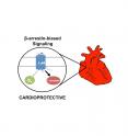 Selective activation of the beta2-adrenergic receptor (Beta2AR) by a beta-arrestin-biased pepducin promotes activation of a beta-arrestin signaling pathway that is cardioprotective.