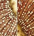 Microscopic images of wood tissues from wild type (a) and transgenic (b) aspen trees show similar anatomical and structural features, suggesting that the transgenic plant maintains normal growth and wood formation even with altered lignin composition.