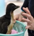 A southern rockhopper penguin chick conceived through artificial insemination.