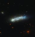 In this new image from the NASA/ESA Hubble Space Telescope, a firestorm of star birth is lighting up one end of the diminutive galaxy LEDA 36252 -- also known as Kiso 5649.