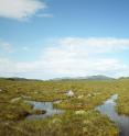 Crucial peatlands carbon-sink vulnerable to rising sea levels.