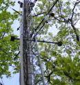 A flux tower at the Harvard Forest Environmental Measurements Site is shown. Equipped with various instruments, the towers are capable of measuring the ratio of carbon isotopes -- among other parameters -- above the tree canopy with very high accuracy.