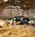 Holstein dairy cows are in a naturally ventilated barn. The cows are in a losse-housing barn type. The bedding is made out of wheat straw.