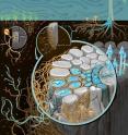 Ectomycorrhizal fungi (shown as mushrooms connected to the roots of the tree) increase the uptake of nitrogen by the plant. Arbuscular mycorrhizal fungi (show as grass roots on the left) do not provide that advantage to their host.