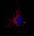 Staining of mitochondria (red) in a macrophage (nucleus stained blue) stimulated with bacteria.