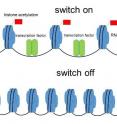 It was accepted that histone acetylation modifications are implicated only in gene activation "switch on".