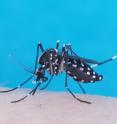 <em>Aedes albopictus</em>, or Asian tiger mosquito, is one of the mosquito species that transmits Zika virus. Research at Kansas State University's Biosecurity Research Institute is helping to develop methods to control mosquitoes that spread Zika virus.