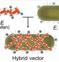 Here is a rendering of how the synthetic polymer -- called poly (beta amino ester) wraps around the <em>E. coli</em>-based core creating a sort of hybrid capsule.