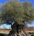 This image shows a sequenced olive tree (<em>Olea europaea</em>).