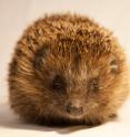 Hedgehogs cope more easily with city living than you might think.