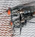 This is a mating pair of <em>Emblemasoma erro</em>. Males and females are attracted to the sounds of a cicada known as <em>Neotibicen dorsatus</em>.
