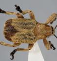 This is the new weevil species, <i>Evemphron sinense</i>, in dorsal view.