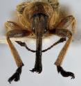 This is the new weevil species, <i>Evemphyron sinense</i>, in frontal view.