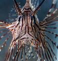 This is the last thing many fishes see, a head-on view of a Venomous Devil Firefish (<em>Pterois</em>).