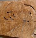 This is one of the tree ring segments from Tennessee studied by Stambaugh to determine when fires occurred in that area.