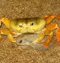 A yellow crab captures a green turtle hatchling.