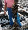 Mussel farms are economically important for many coastal regions.