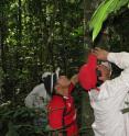 Fieldwork in the Amazon.