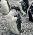 Moulting chinstrap penguins breed on the South Sandwich Islands.