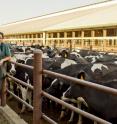 Cristina Venegas-Vargas, a former graduate student and lead author of the study, poses in front of dairy cattle.