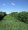 This is an alley cropping system at Empire, MN in June 2013. Alternating blocks of willow (foreground) and poplar can be seen, with four herbaceous perennial biomass crops nested within each block of woody crops.