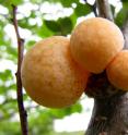 Tree galls on Patagonian beech trees were the first places researchers found the yeast <em>Saccharomyces eubayanus</em> in nature. Five hundred years ago, the yeast fused with the well-known bread and wine yeast Saccharomyces cerevisiae to form an interspecies hybrid that lets people cold brew lager beer.