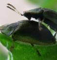 Photograph of the tortoise beetle <i>Cassida rubiginosa</i> during mating.