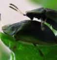 Using the very distinctive sexual organs of male and female thistle tortoise beetle (<i>Cassida rubiginosa</i>), researchers at Kiel University have now been able to investigate the mechanics of the beetle reproductive organs for the first time.