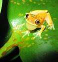 A UC Davis study found that frogs that tolerate higher temperatures, like this hourglass tree frog in Costa Rica, are likely to fare better in a warming, changing world.