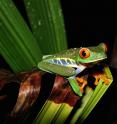 A UC Davis study found that frogs that tolerate higher temperatures, like this red-eyed tree frog in Costa Rica, are likely to fare better in a warming, changing world.