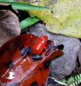 A strawberry poison dart frog in Costa Rica. A UC Davis study found that frogs that tolerate higher temperatures are likely to fare better in a warming, changing world.