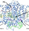 Figure 1.  This illustration is a model of Chl f synthase, potentially a ChlF dimer, based on the known X-ray structure of the core of the Photosystem II reaction center. Photosystem II is the light-driven enzyme that oxidizes water to produce oxygen in plants, algae and cyanobacteria. The bright green molecules near the bottom of the structure are imagined to be substrate Chl a molecules that would be oxidized in light to produce Chl f.