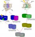 Figure 2.  This illustration shows the newly discovered evolutionary scheme for the type-1 and type-2 reaction centers of photosynthesis. Reaction centers are protein machines that convert light energy into stable reductants that can be used by cells to conserve energy and reduce carbon dioxide to form sugars and other cell components. In this scheme, homodimeric ChlF is proposed to predate the evolution of a heterodimeric ancestor of Photosystem II, the reaction center enzyme that splits water and produces oxygen. The primary mechanism of evolution has been gene duplication events followed by periods of amino acid sequence changes to produce the two types of specialized reaction centers that are currently found in cyanobacteria, algae, and plants.