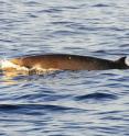 This is a photo of a rare Shepherds Beaked Whale taken off the coast of Dunedin, New Zealand late last month by researchers on a University of Otago research vessel.