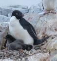 An Ad&eacute;lie penguin cares for its chicks.