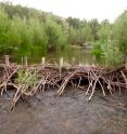 In Oregon's Bridge Creek Watershed, researchers built a number of beaver dam analogs to encourage increased beaver activity and restore healthy river habitat.