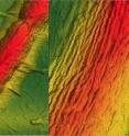 This is an atomic force microscopy image of a graphene sheet draped over a <i>Bacillus</i> bacterium (left). The bacterium is about 1 micron or 1/25,000 of an inch wide. After applying vacuum and heat treatment, regular wrinkles form in the graphene (right, at twice the magnification).