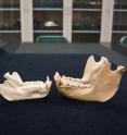 A baboon mandible (lower jawbone) on the left and gorilla on the right, representing the two major primate groups studied: monkey and ape, respectively.