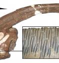 One of the most successful dinosaur plant-eaters, <i>Parasaurolophus</i> from the Late Cretaceous of North America, showing the skull, with long crest, the multiple rows of teeth, and body outline. Hadrosaurs were specialist feeders on confiers and other tough plants, and they were hugely diverse and abundant