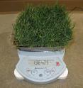 Researchers are weighing turfgrass patches to determine rate of water loss.