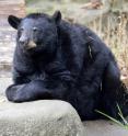 This is black bear Migwan.