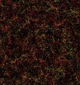 This is one slice through the map of the large-scale structure of the Universe from the Sloan Digital Sky Survey and its Baryon Oscillation Spectroscopic Survey. Each dot in this picture indi-cates the position of a galaxy 6 billion years into the past. The image covers about 1/20th of the sky, a slice of the Universe 6 billion light-years wide, 4.5 billion light-years high, and 500 million light-years thick. Color indicates distance from Earth, ranging from yellow on the near side of the slice to purple on the far side. Galaxies are highly clustered, revealing superclusters and voids whose presence is seeded in the first fraction of a second after the Big Bang. This image contains 48,741 galaxies, about 3% of the full survey dataset. Grey patches are small regions without survey data.