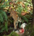 This image shows a cougar standing over its prey.