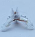 A sea slug's buccal I2 muscle powers this biohybrid robot as it crawls like a sea turtle. The body and arms are made from a 3-D printed polymer.