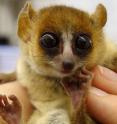 A Goodman's mouse lemur, named for study co-author Steve Goodman, was one of the species studied. The lemur's scientific name is <em>Microcebus lehilahytsara</em>--"lehilahytsara" is Malagasy for "good man," after Steve.
