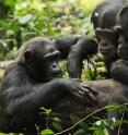 Chimpanzees in Kibale National Park.