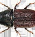 The mountain pine beetle is much smaller than this image -- about 5 millimeters or the size of a grain of rice.