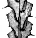 A microscope image of <I>Paraorthograptus kimi</I>, a doomed species of deep-water graptolite. Once common, this species was among those that disappeared during the end-Ordovician mass extinction.