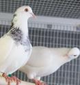 Pigeons in New York City had a similar pattern of lead in their blood to children, according to a study by Rebecca Calisi, now on the faculty at UC Davis. Because urban pigeons do not travel far, they could be used to monitor environmental pollution.